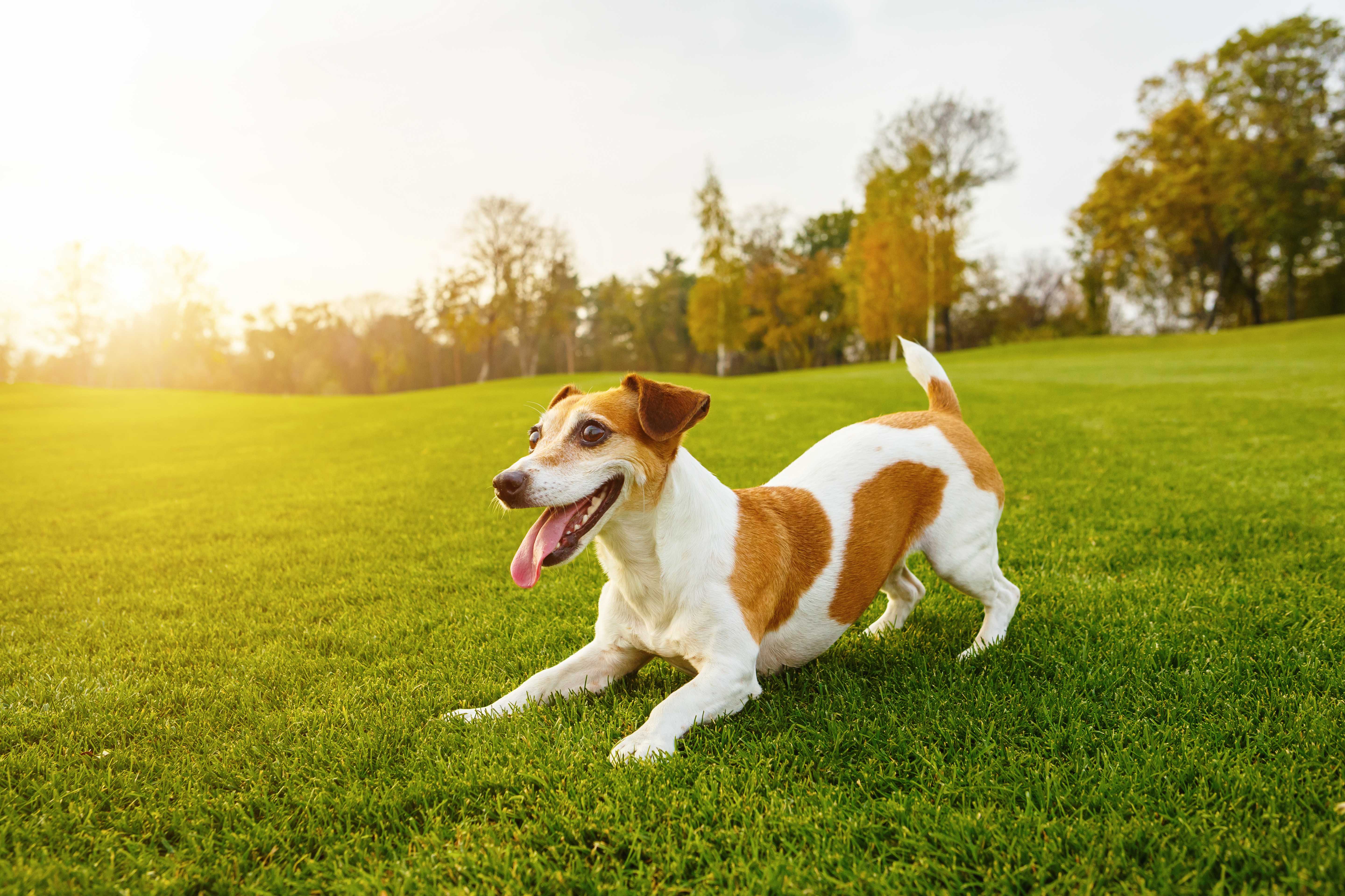 Taxi-Dog Landing Hero Top Image